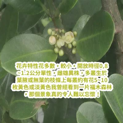 福木種植|福木的栽培照護方法